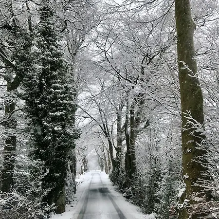 ハンディス ヒル コッカーマス